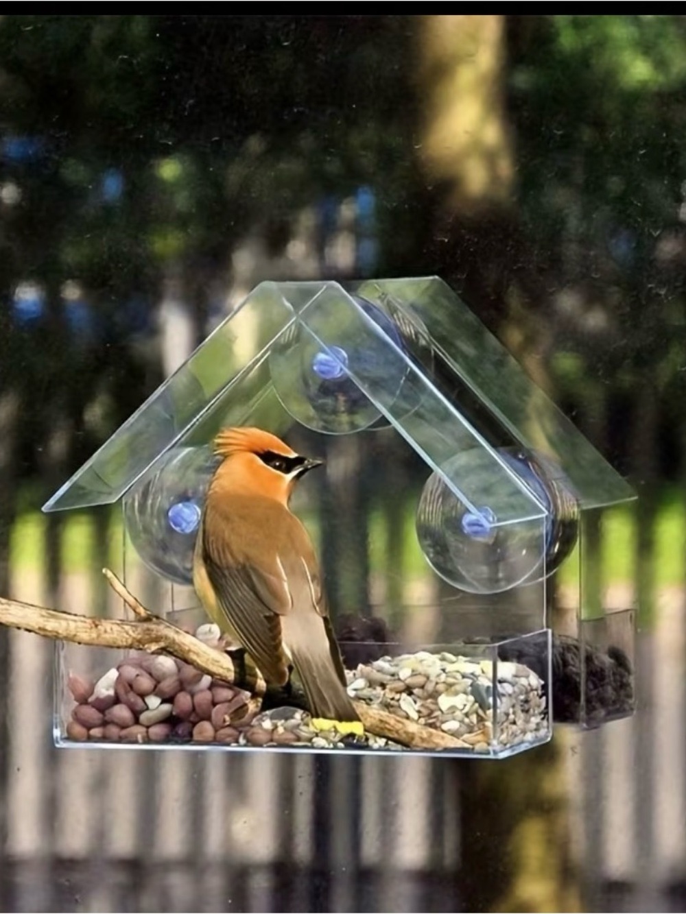 Clear Window-Mount Bird Feeder - Transparent Acrylic